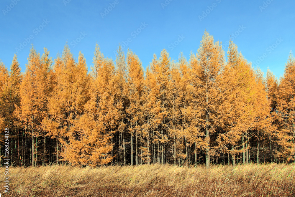Beautiful scenery of xilingol grassland Beautiful scenery of xilingol grassland