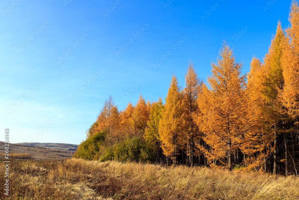 Beautiful scenery of xilingol grassland