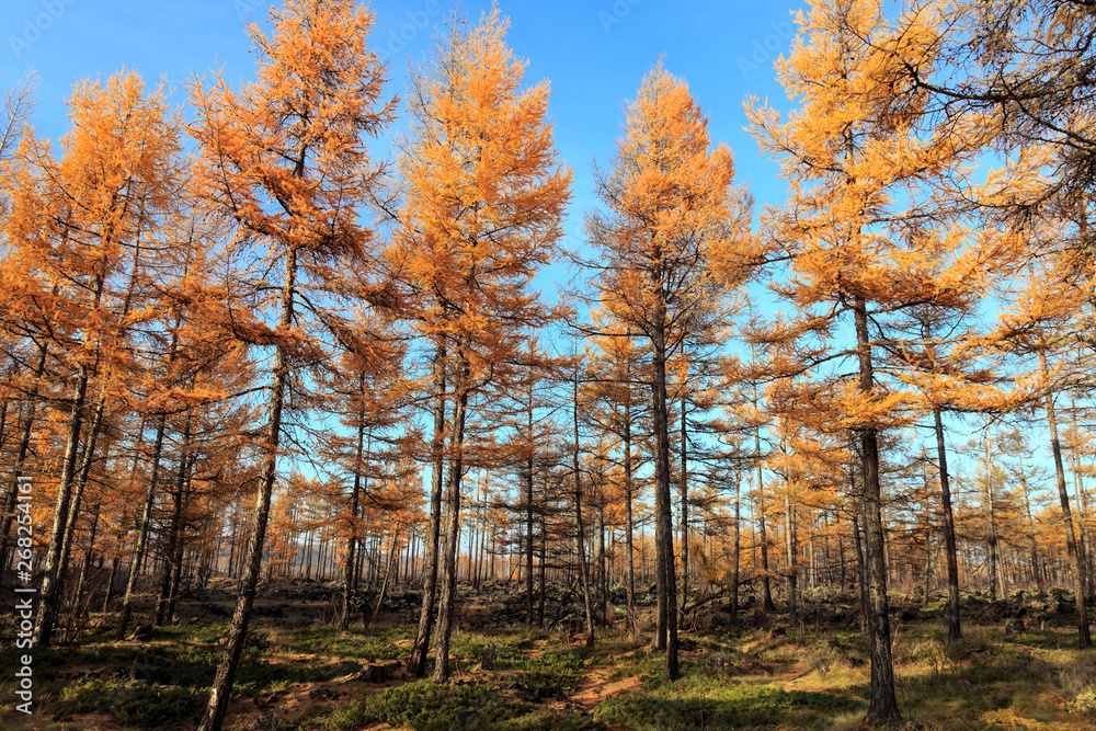 Fototapeta premium Beautiful scenery of xilingol grassland