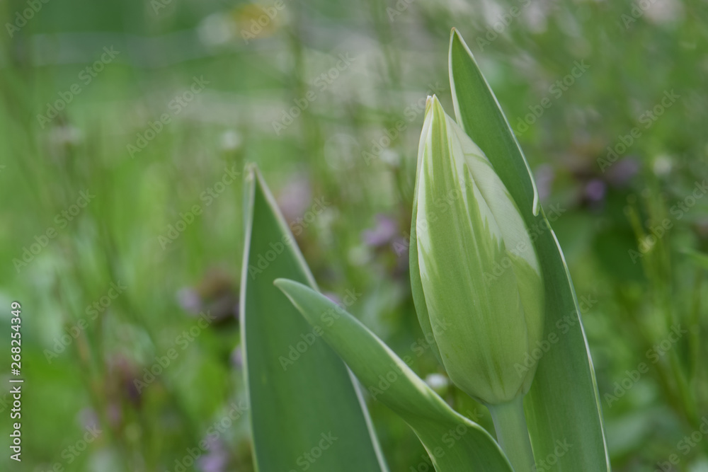 Emperor Tulip Bud 02 Emperor Tulip Bud 02