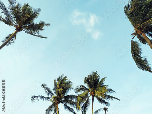 coconut palm tree with sunny sky