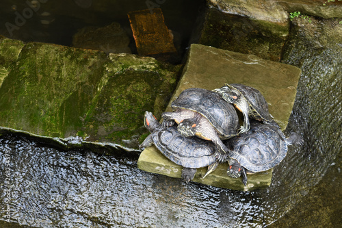 Turtle in a Pond © Jennifer Mestre