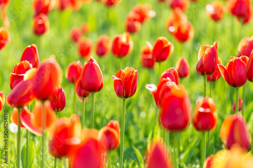 Beautiful tulips are blooming on the lawn of the park