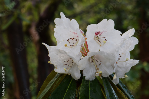 Rhododendron Arboreum 01 photo