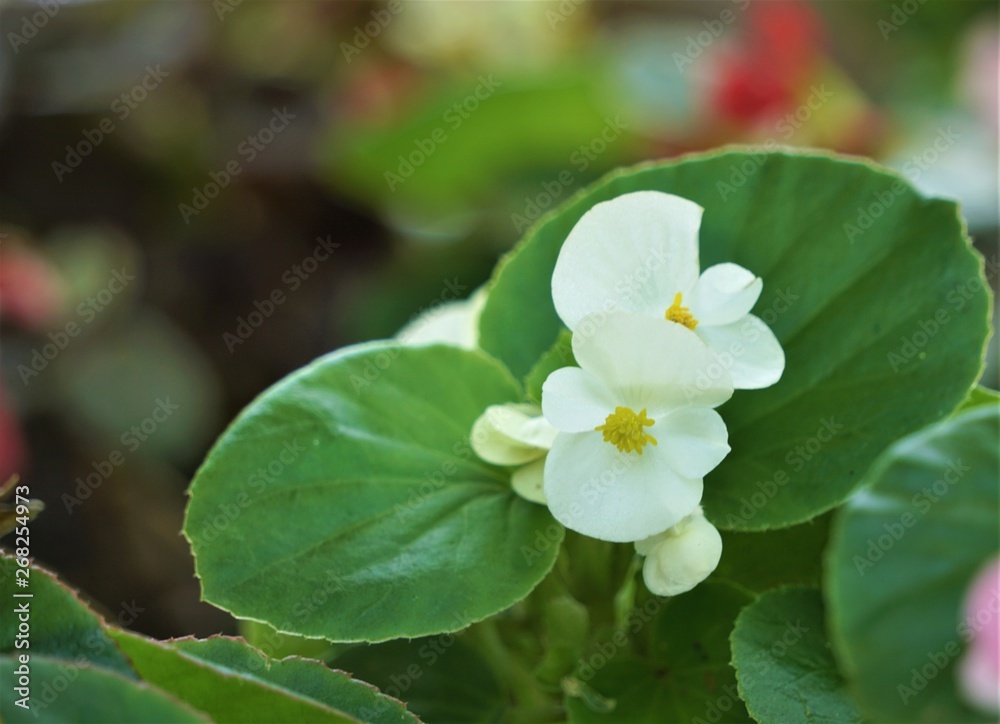 White Begonia flower (Begonia semperflorens) blooming in the garden, soft focus garden background with bokeh, Spring in GA USA. White Begonia flower (Begonia semperflorens) blooming in the garden, soft focus garden background with bokeh, Spring in GA USA.