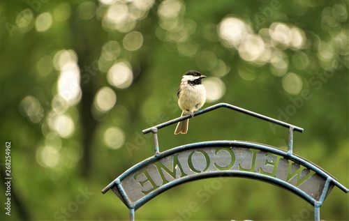An adorable black capped chickadee (Poecile atricapillus) perching on the feeder stand on the blurred garden background , Spring in Georgia USA.