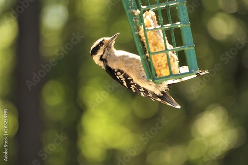 Foto A female DOWNY WOODPECKER (Picoides pubescens) perching on the suet feeder enjoy eating and relaxing on the blurred garden background, Spring in Georgia USA