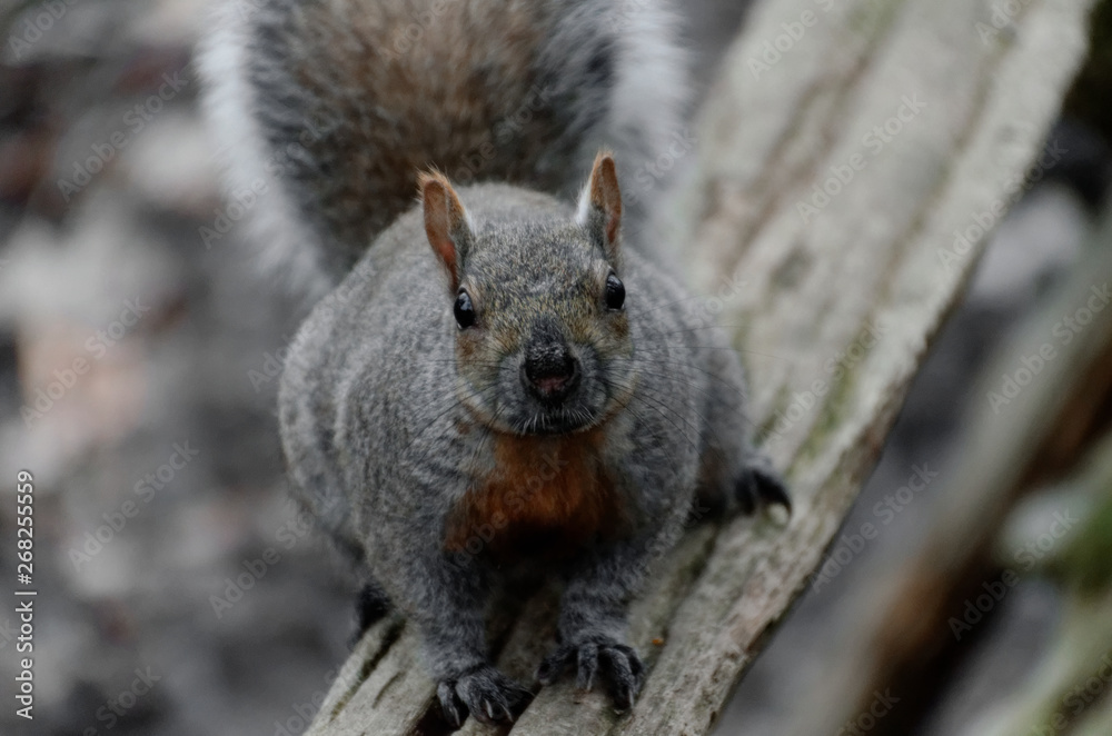 Gray Squirrel