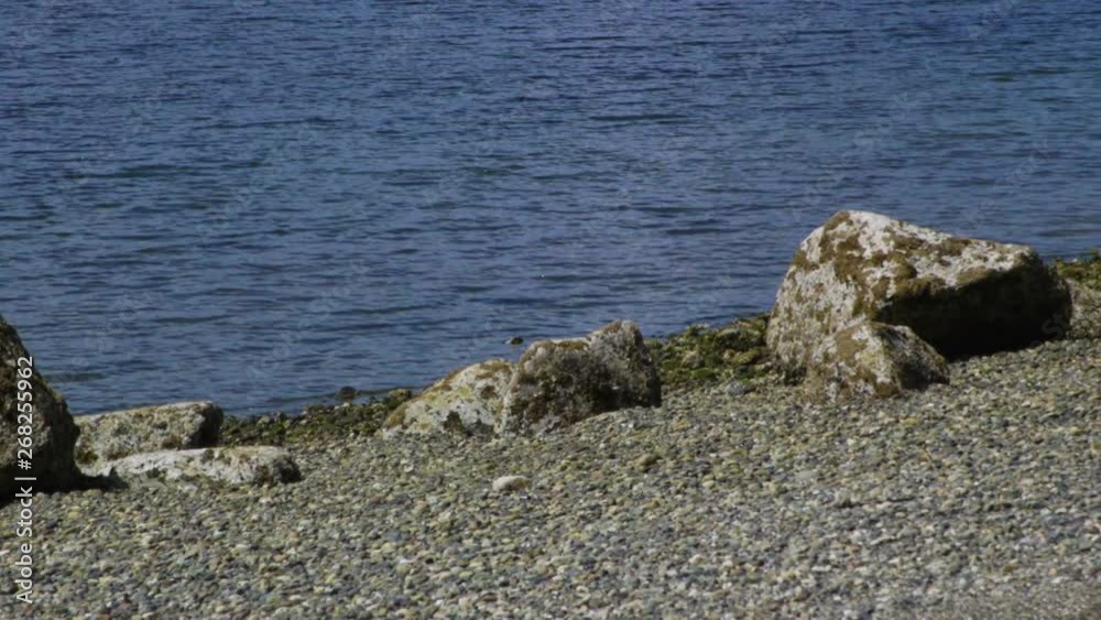 Camano Island State Park, WA State beach with rocks and boulder. Panning. 10 sec/60fps Camano Island State Park, WA State beach with rocks and boulder. Panning. 10 sec/60fps