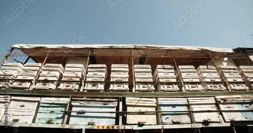 Striped bees flying in and out of vintage-looking beehives, carrying honey in their mouths, working together - teamwork, apiculture, ecology concept 4k