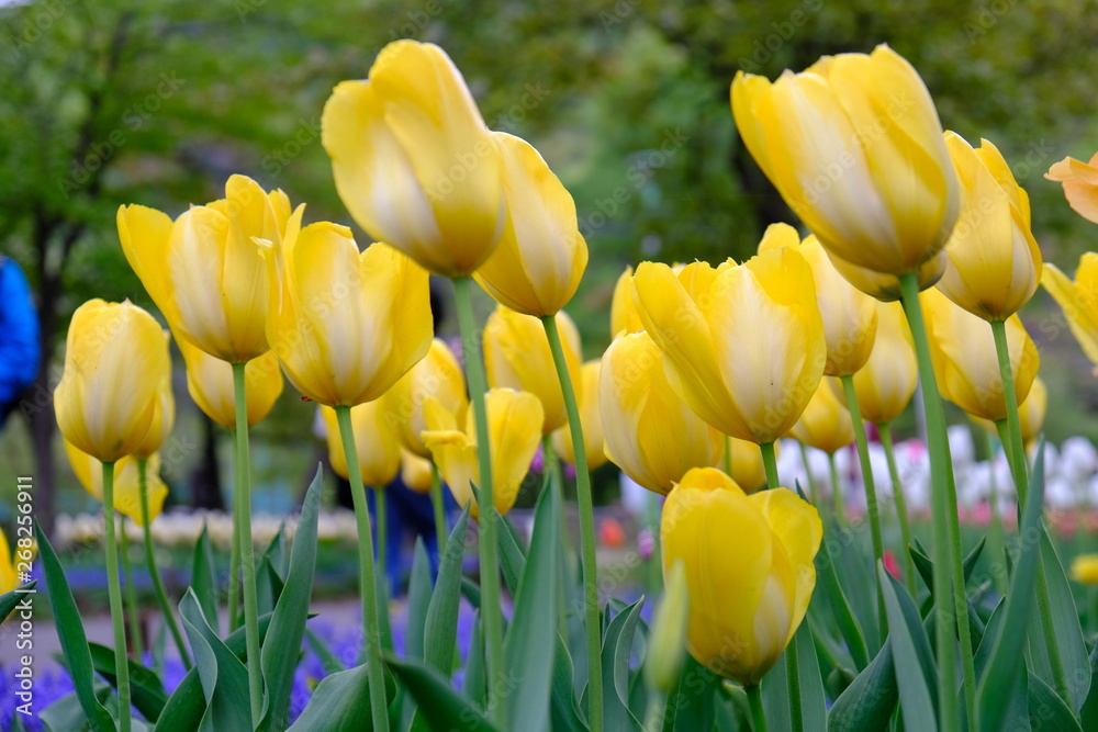 Obraz premium field of yellow tulips