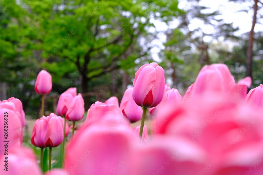 pink tulips in garden pink tulips in garden