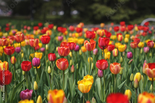 field of tulips