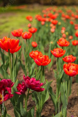 Beautiful tulip flower and green leaf background in the garden at sunny summer or spring day  selective focus
