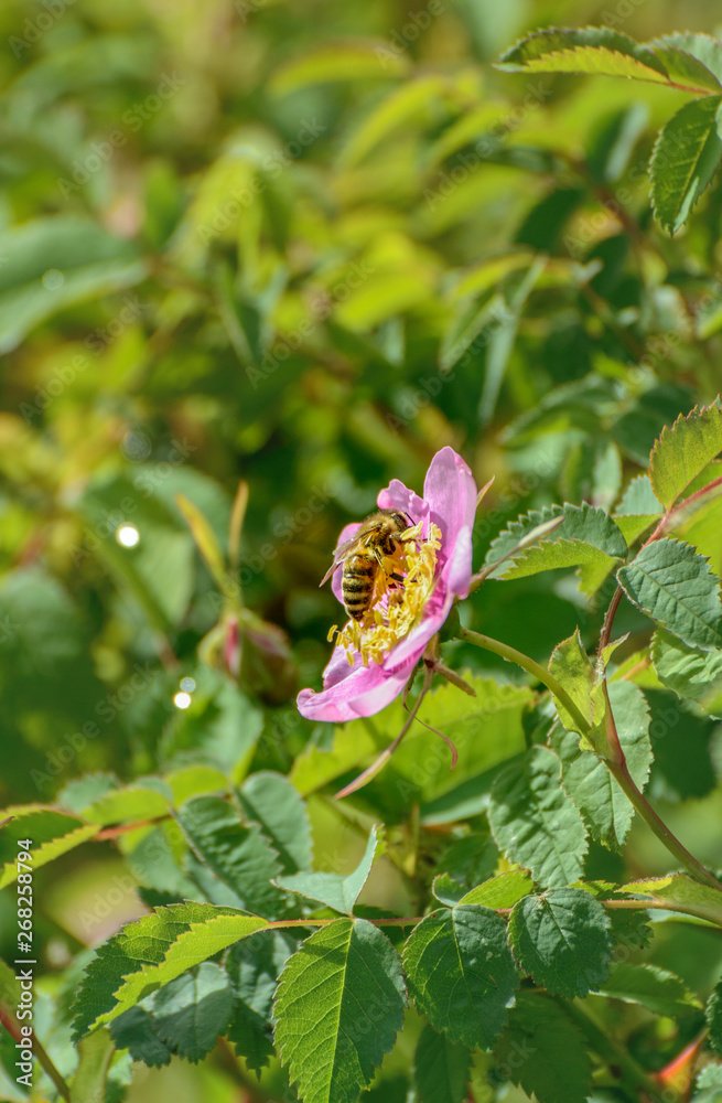Honeybee collecting nectar and pollinating wild pink Nootka Rose, Rosa nutkana, flower bush, British Columbia, Canada. Honeybee collecting nectar and pollinating wild pink Nootka Rose, Rosa nutkana, flower bush, British Columbia, Canada.
