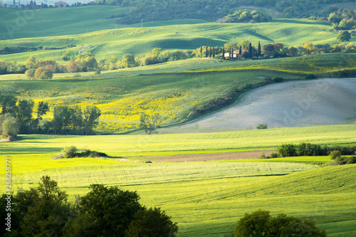Val d Orcia landscape in spring. Hills of Tuscany. Cypresses  hills  yellow rapeseed fields and green meadows. Val d Orcia  Siena  Tuscany  Italy - May  2019.