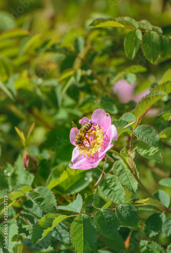 Honeybee collecting nectar and pollinating wild pink Nootka Rose, Rosa nutkana, flower bush, British Columbia, Canada. photo