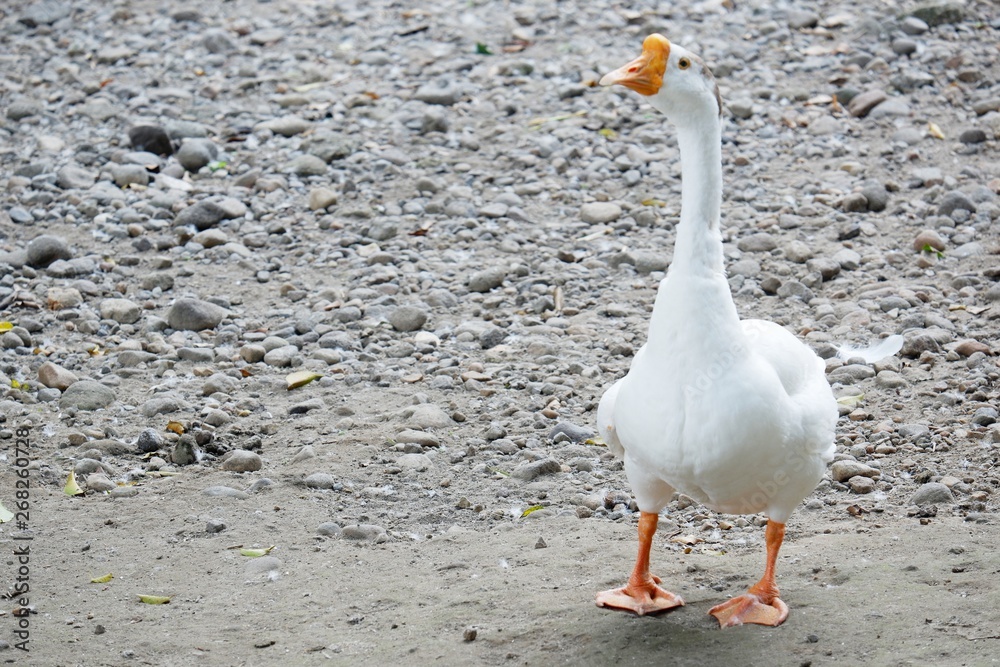 Obraz premium white goose/swan on the beach