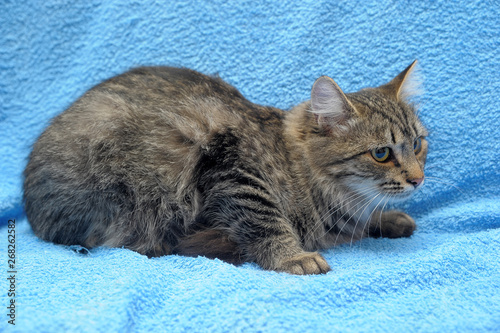 gray tabby cat on a blue background photo