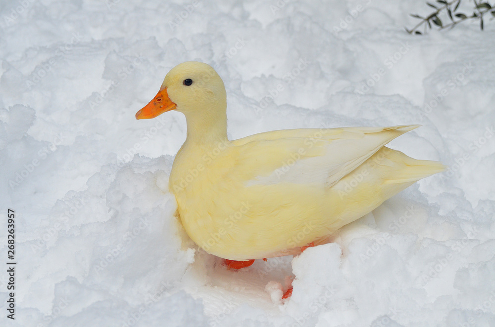 雪 アヒル コールダック 散歩 白い 純白 大雪 豪雪 動物無料 フリー 動物園 物園 Duck 可愛い ペット ふれあい とり 嘴 Cute Funny 水鳥 水禽 カモ 冬 雪景色 Stock 写真 Adobe Stock