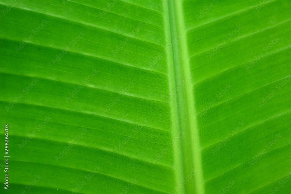 Banana leaves that are still stuck on the tree, photographed during the day Banana leaves that are still stuck on the tree, photographed during the day