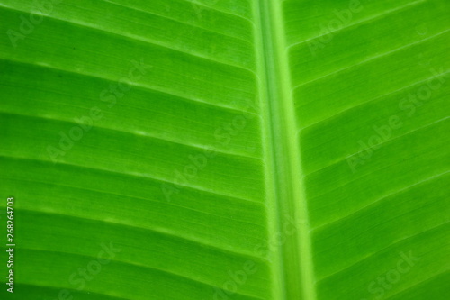 Banana leaves that are still stuck on the tree  photographed during the day