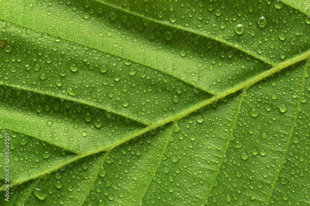 Green leaf with rain drops closed up Green leaf with rain drops closed up