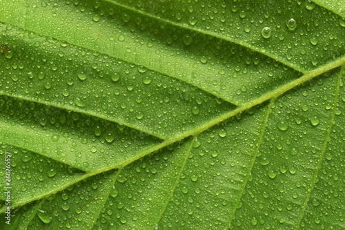 Green leaf with rain drops closed up