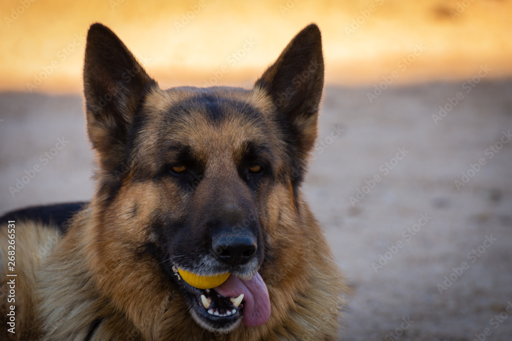 Happy German Shepherd in the meadow playing with yellow ball. Portrait of young happy german shepherd dog