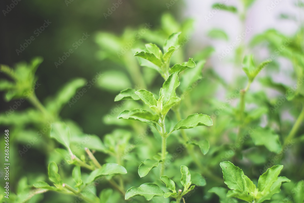Basil, green leaves, spices, yes, for stir-fry, cook plants in nature Basil, green leaves, spices, yes, for stir-fry, cook plants in nature