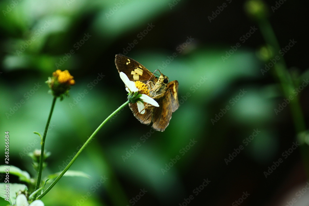 Butterfly, found in sikkim, yellow, summer Butterfly, found in sikkim, yellow, summer