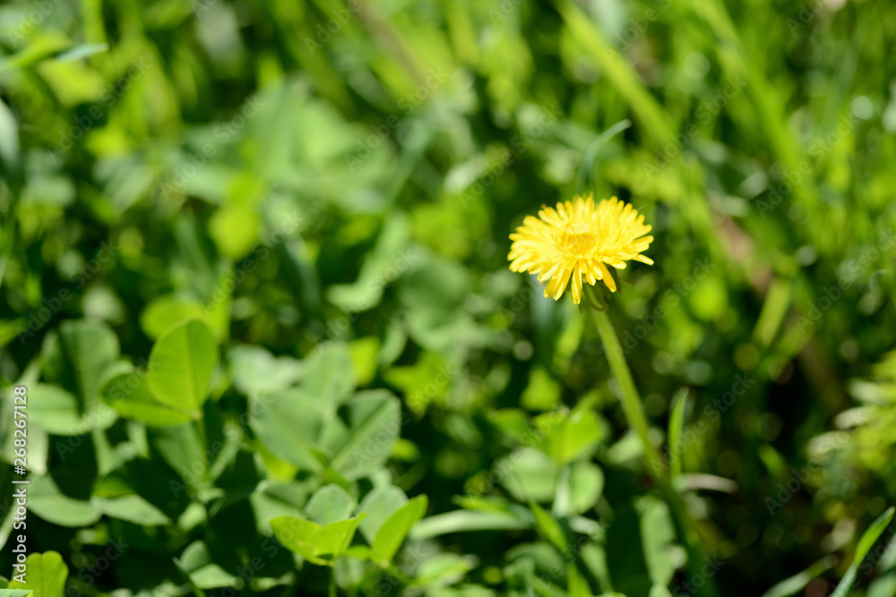 Bright yellow dandelion among the grass on a sunny day Bright yellow dandelion among the grass on a sunny day