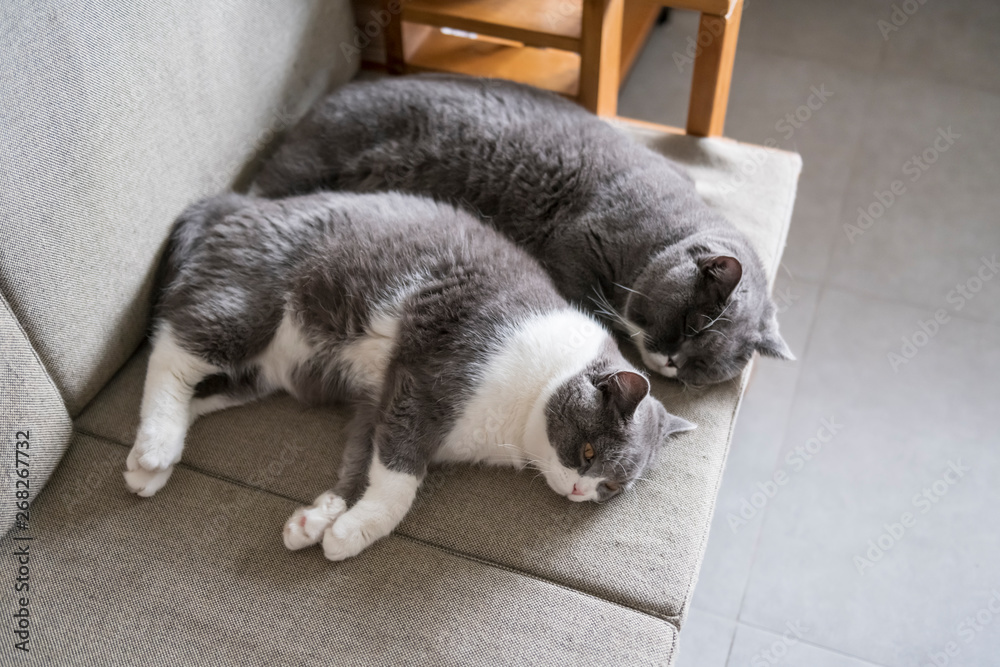 Two british shorthair cats sleeping on the couch