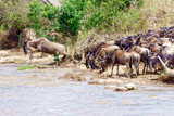 Crossing. Kenya. National park. The wildebeest and the zebras cr