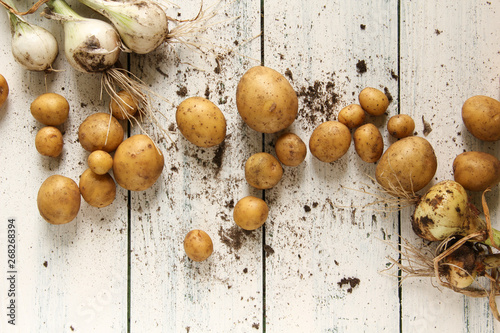 viele kleine junge Kartoffeln Zwiebeln Zwiebellauch Ernte Sand Erde  photo