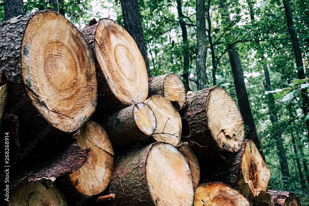 Chopped wood, woodpile, firewood in forest Chopped wood, woodpile, firewood in forest