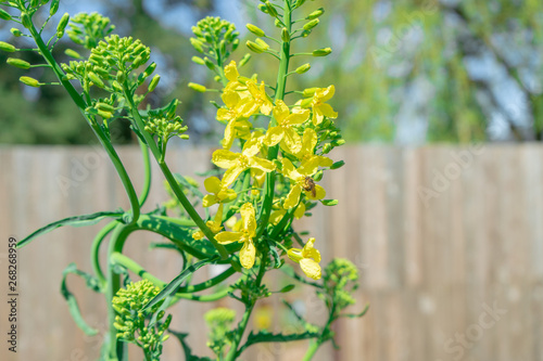 Kale biennial plant bolting (i.e. going to seed) in the spring. Image shows a bee pollinating the yellow kale flowers in a home garden, to practice seed saving.