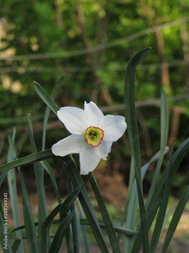 Fototapeta premium Flower growing in the forest.Flower.Blooms.Day