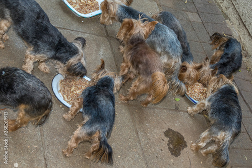 Stray dogs feed hungrily at an animal shelter © Richard