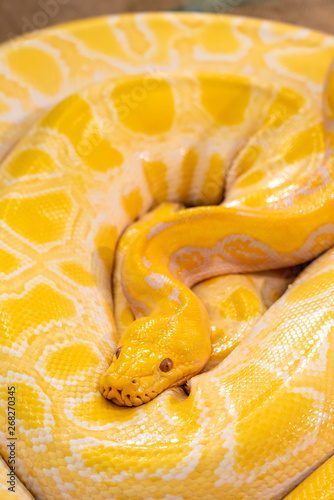 Golden Python in zoo
