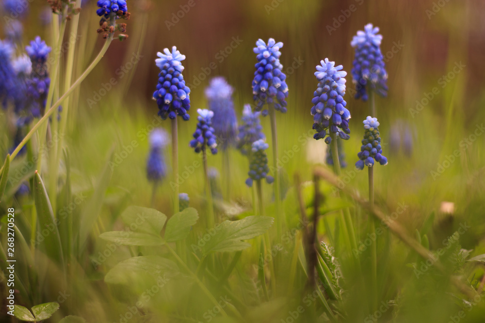 Obraz premium Beautiful delicate purple grape hyacinth flowers on green grass background