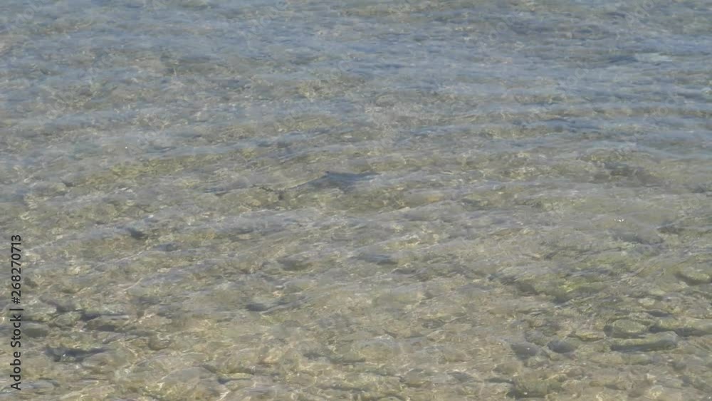 Baby blacktip reef shark pup swimming in shallow waters Baby blacktip reef shark pup swimming in shallow waters
