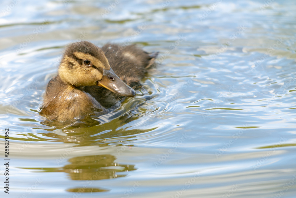 süsses entenküken schwimmt auf einem see süsses entenküken schwimmt auf einem see