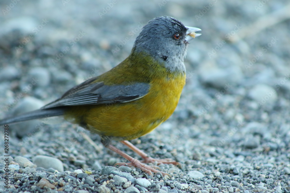 Obraz premium pequeña ave 