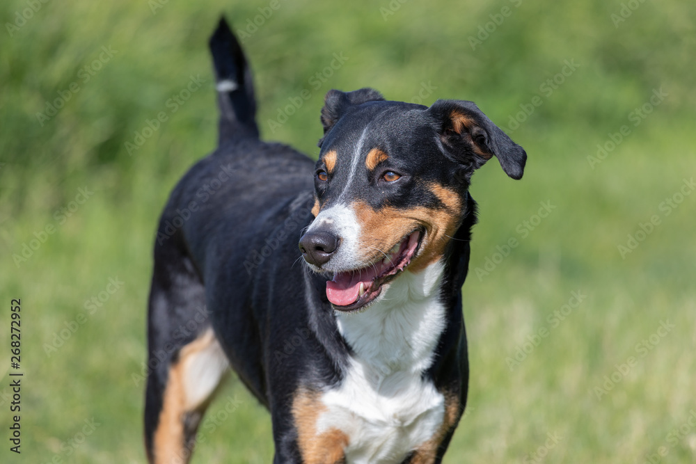 Appenzeller Mountain Dog, portrait of a dog close-up. Appenzeller Mountain Dog, portrait of a dog close-up.