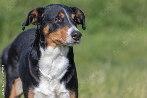 Appenzeller Mountain Dog, portrait of a dog close-up.