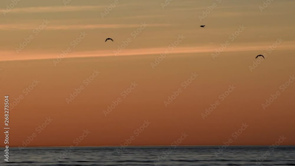Birds flying on the seascape on the beach during sunset. Birds flying on the seascape on the beach during sunset.