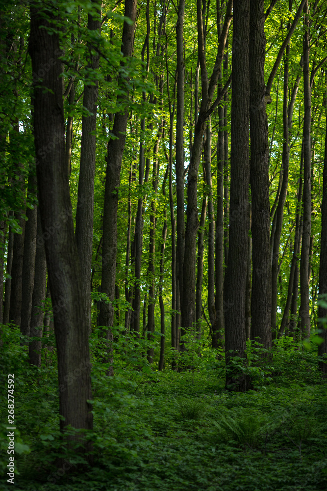 Full frame photo of golden hour forest