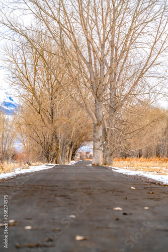 Paved road amid a snowy terrain with tall leafless hibernating trees in winter