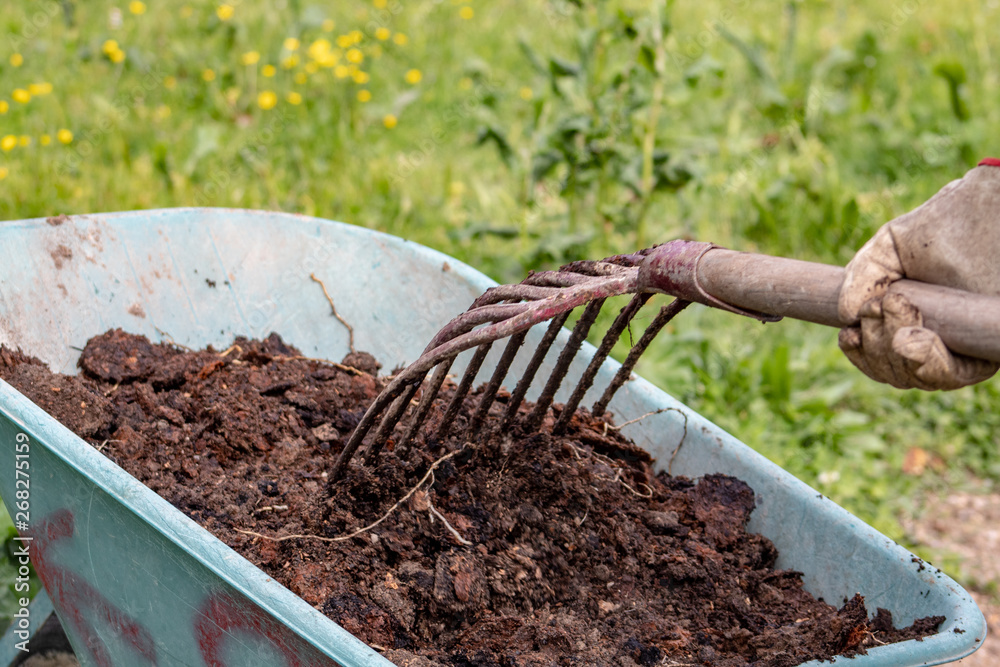 Manure: organic bio natural fertilizer in a wheel barrow with pitchfork. Farm Life Manure: organic bio natural fertilizer in a wheel barrow with pitchfork. Farm Life